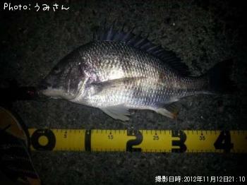 キビレ-2012-11-12 21:10