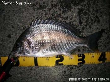 キビレ-2012-11-16 19:38