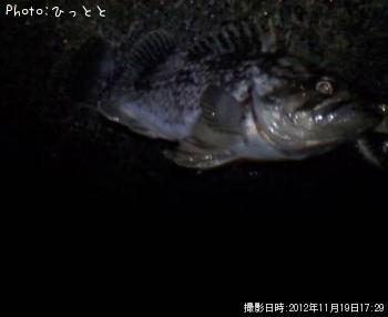 クロソイ-2012-11-19 17:29