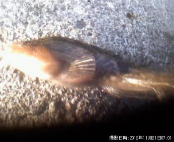 アイナメ-2012-11-21 7:1