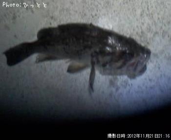 クロソイ-2012-11-21 21:16