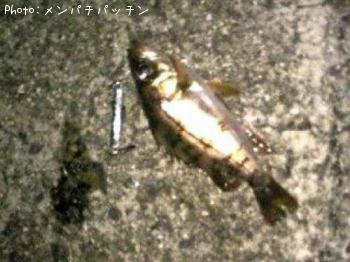 メバル-2009-2-4 21:43