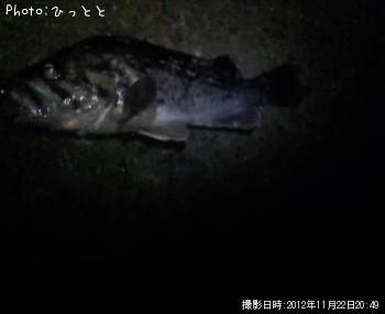 クロソイ-2012-11-22 20:49