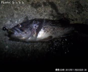 クロソイ-2012-11-22 20:28