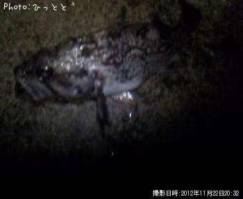 クロソイ-2012-11-22 20:32