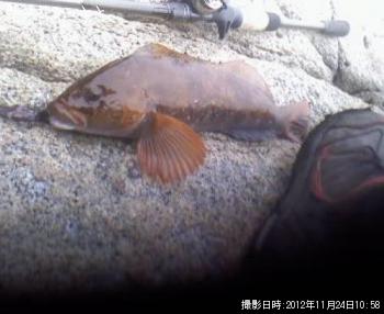 アイナメ-2012-11-24 10:58
