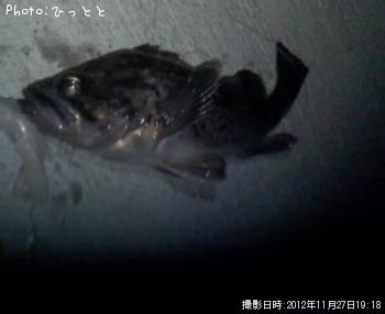 クロソイ-2012-11-27 19:18