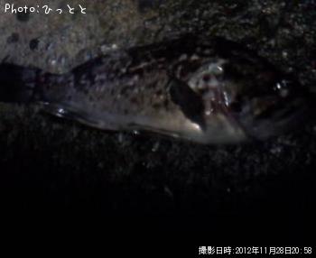 クロソイ-2012-11-28 20:58