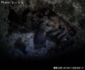 クロソイ-2012-11-28 20:27