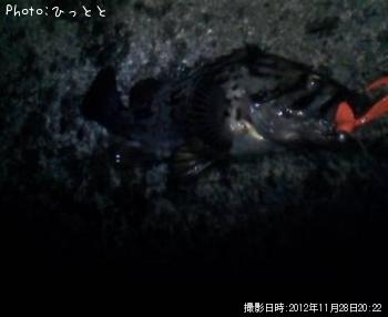 クロソイ-2012-11-28 20:22