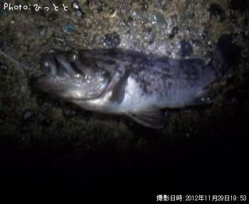 クロソイ-2012-11-29 19:53