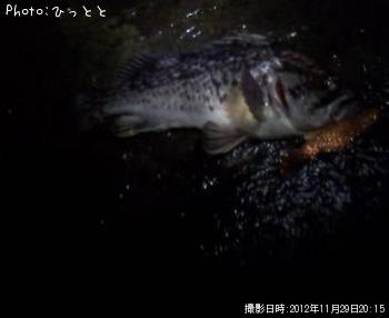 クロソイ-2012-11-29 20:15