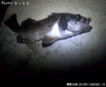 クロソイ-2012-11-29 21:18