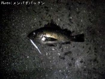 メバル-2009-2-10 1:37