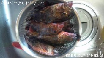 タケノコメバル-2012-12-14 8:54