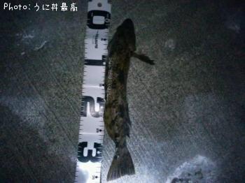 アイナメ-2012-12-14 20:59