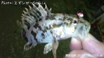 タケノコメバル-2012-12-14 22:44