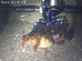 カサゴ-2012-12-15 19:40