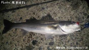 シーバス-2013-1-3 17:29