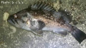 クロソイ-2013-1-5 18:3