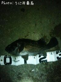 クロソイ-2013-1-6 18:20