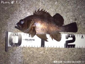 メバル-2013-1-15 20:17