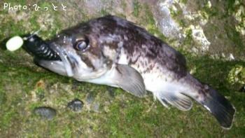 クロソイ-2013-1-24 22:20