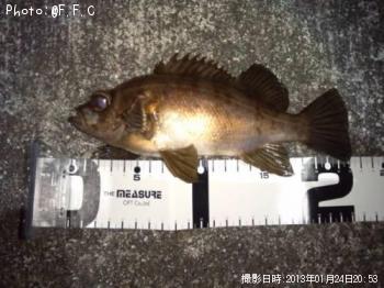メバル-2013-1-24 20:53