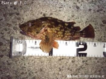 カサゴ-2013-1-30 19:42