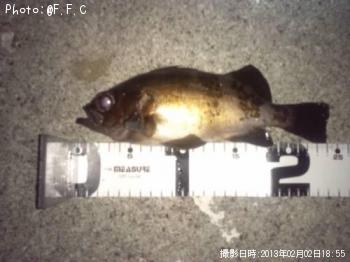 メバル-2013-2-2 18:55