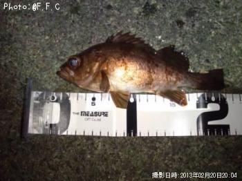 メバル-2013-2-20 20:4