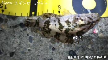 タケノコメバル-2013-2-21 1:33