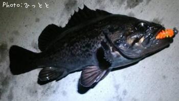 クロソイ-2013-2-27 21:38