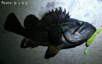 クロソイ-2013-2-28 22:47