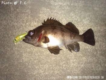 メバル-2013-2-28 20:39