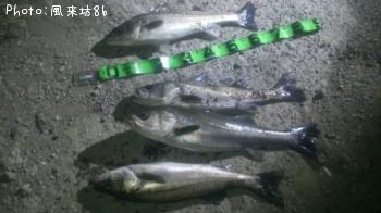 シーバス-2013-2-26 18:40