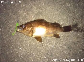 メバル-2013-3-15 23:48