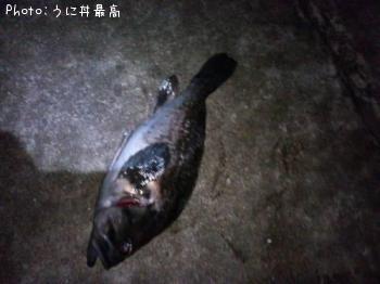 クロソイ-2013-3-17 20:44