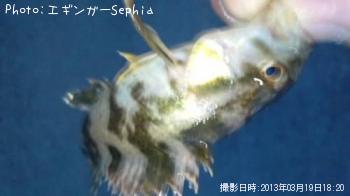 タケノコメバル-2013-3-19 18:20