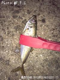アジ-2013-3-23 21:17
