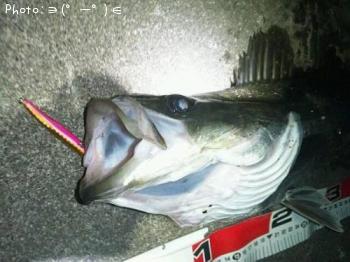 シーバス-2013-3-24 23:25