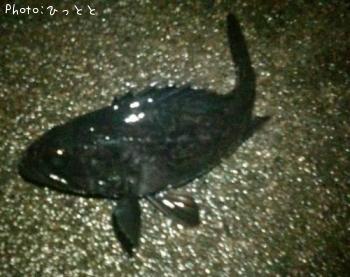 クロソイ-2013-3-28 1:2