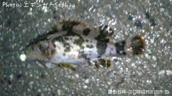 タケノコメバル-2013-3-28 5:23