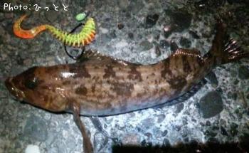 アイナメ-2013-3-30 5:38