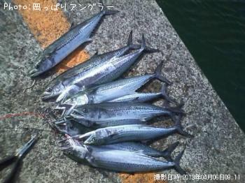 サゴシ-2013-4-6 9:11