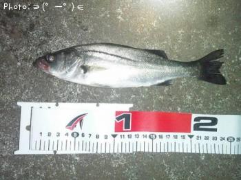 シーバス-2013-4-14 0:52