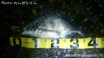 キビレ-2013-4-20 21:15