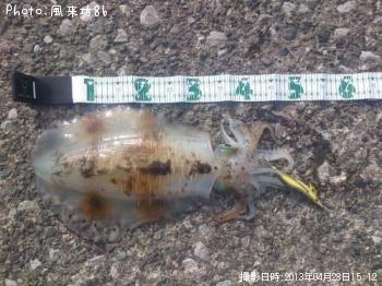 アオリイカ-2013-4-23 15:12