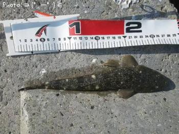 マゴチ-2013-5-4 15:54