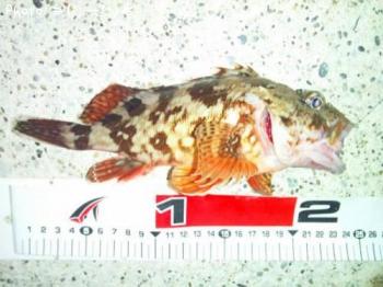 カサゴ-2013-5-4 23:15